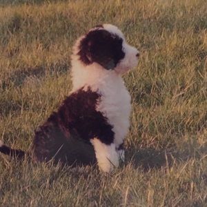 Meet your Posher, Max